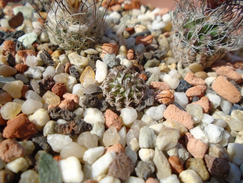 Turbinicarpus gracilis - Cactusi 2019 bis bis
