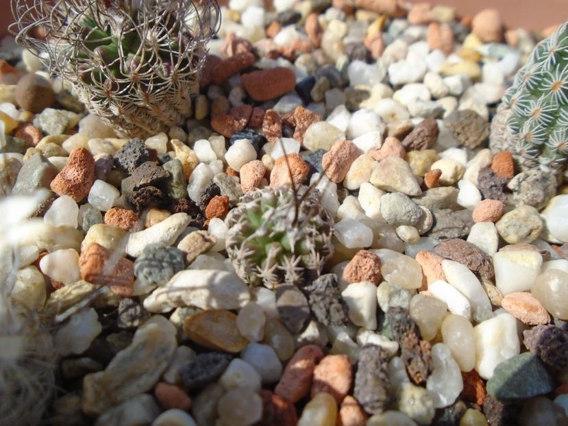 Turbinicarpus gracilis - Cactusi 2019 bis bis