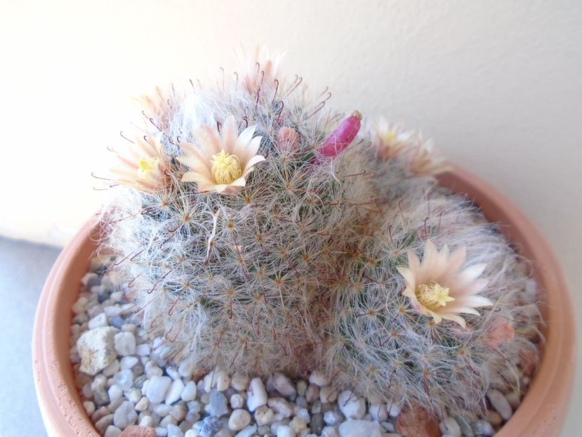 Mammillaria bocasana - Cactusi 2019 bis bis