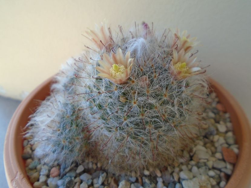 Mammillaria bocasana - Cactusi 2019 bis bis
