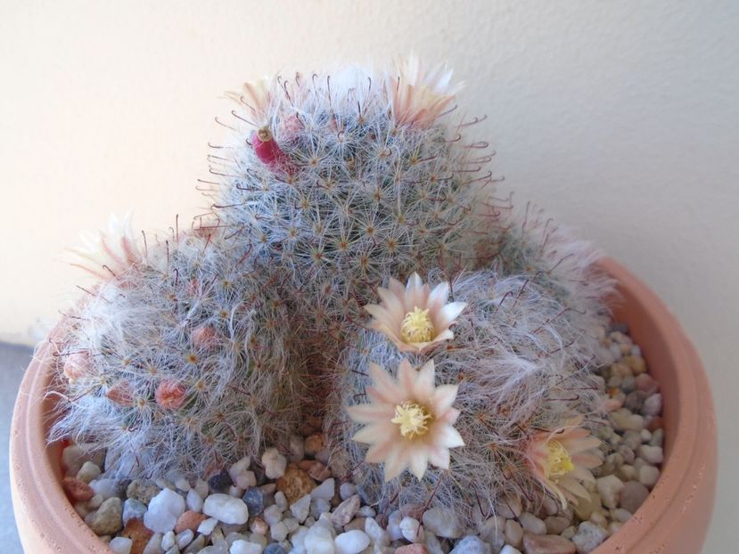 Mammillaria bocasana - Cactusi 2019 bis bis