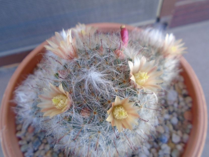 Mammillaria bocasana - Cactusi 2019 bis bis