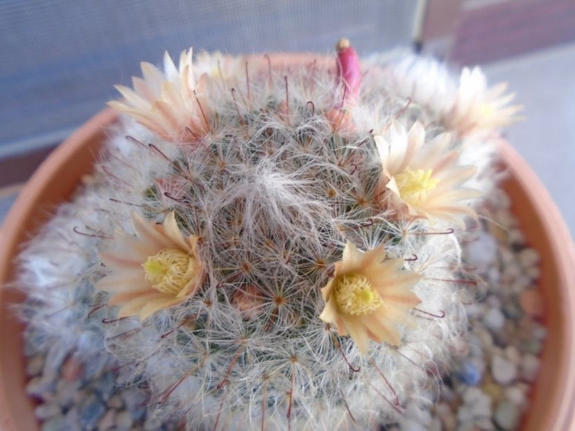 Mammillaria bocasana - Cactusi 2019 bis bis