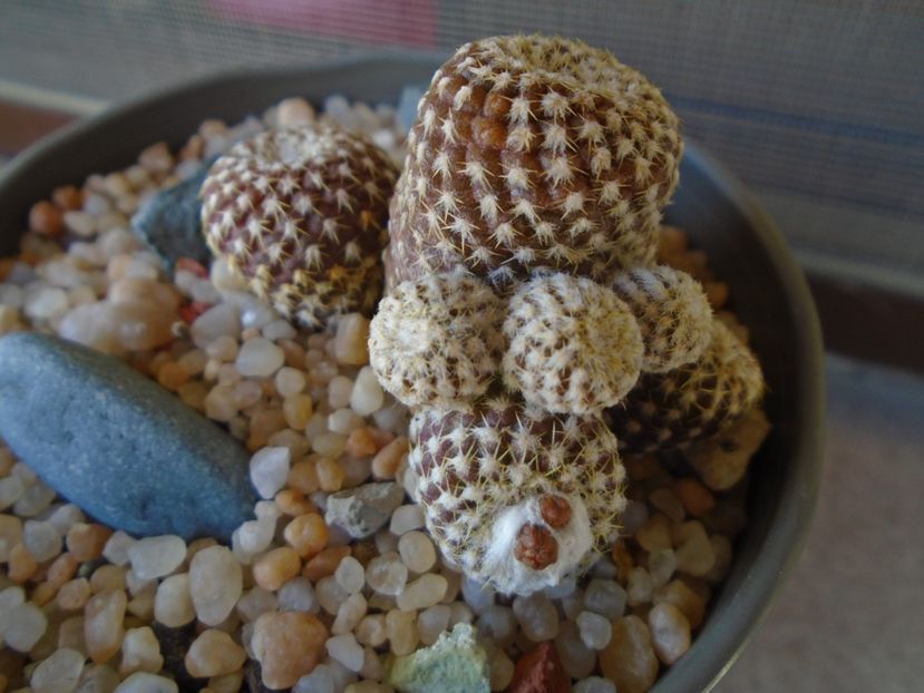 Copiapoa laui, boboci - Cactusi 2019 bis bis