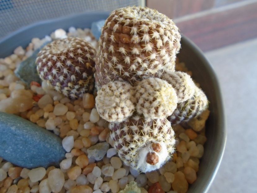 Copiapoa laui - Cactusi 2019 bis bis