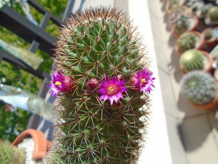 Mammillaria backebergiana - Cactusi 2019 bis bis