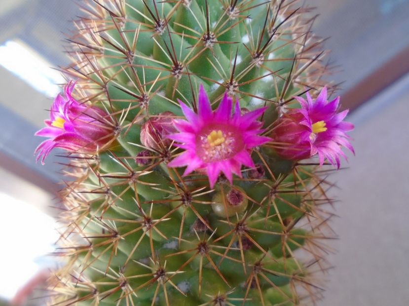 Mammillaria backebergiana - Cactusi 2019 bis bis