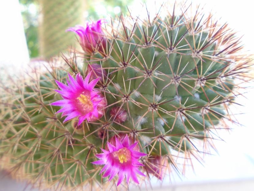 Mammillaria backebergiana - Cactusi 2019 bis bis