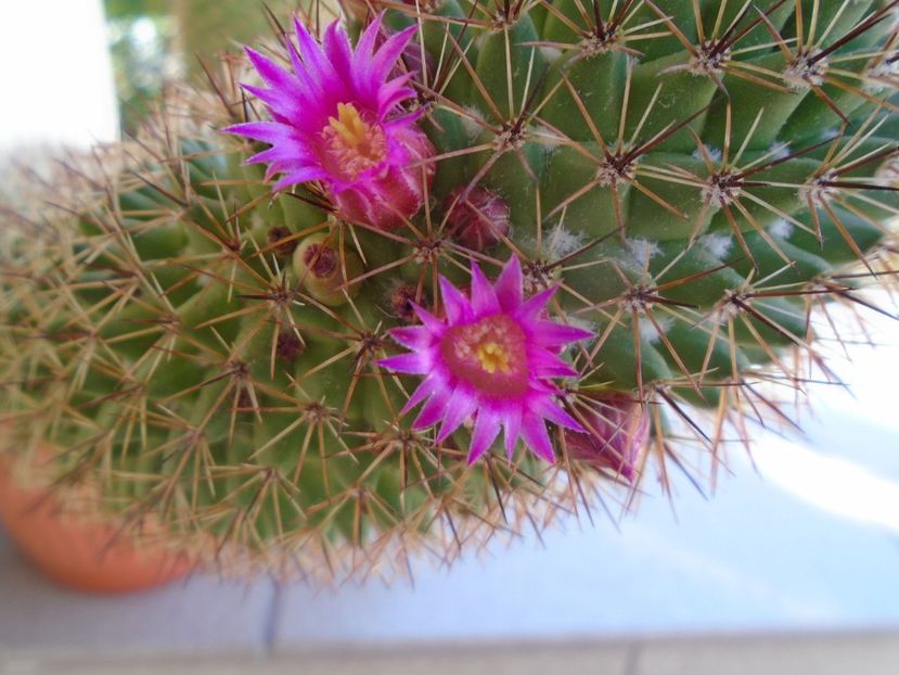 Mammillaria backebergiana - Cactusi 2019 bis bis