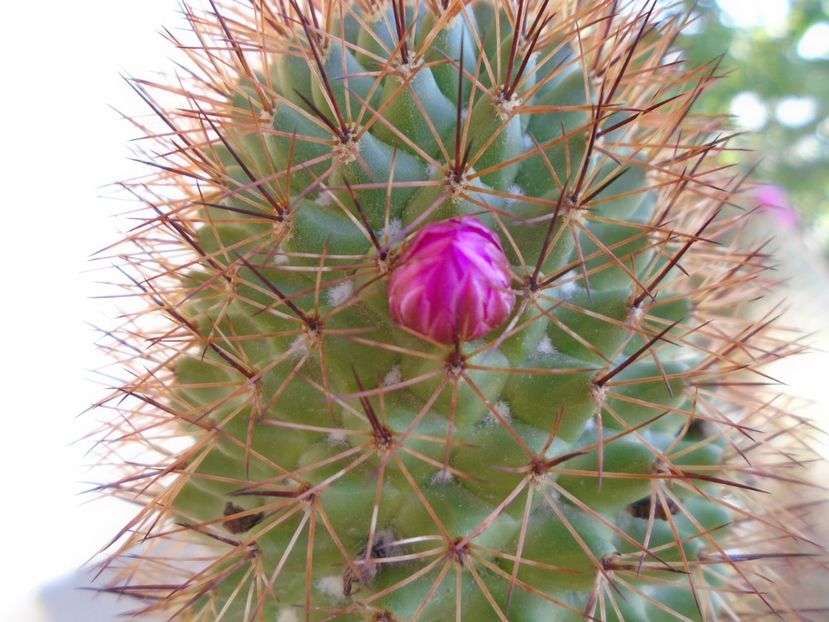 Mammillaria backebergiana - Cactusi 2019 bis bis