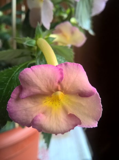  - Yellow English Rose