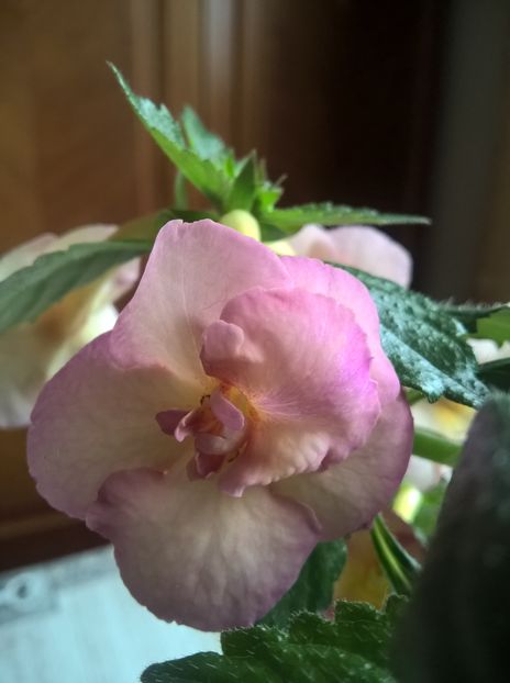  - Yellow English Rose
