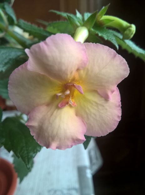  - Yellow English Rose