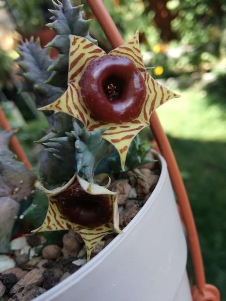  - Huernia