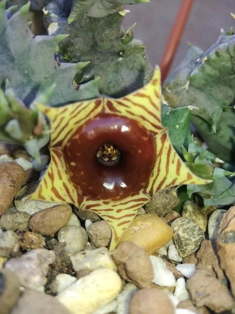  - Huernia