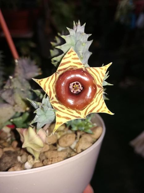  - Huernia