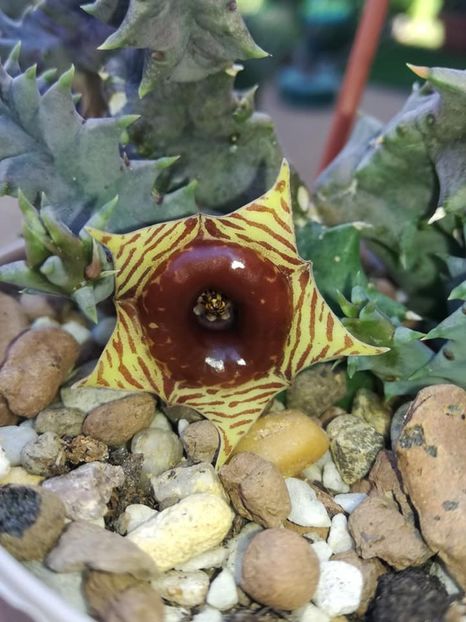  - Huernia