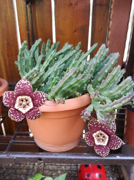  - Stapelia