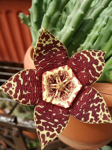  - Stapelia