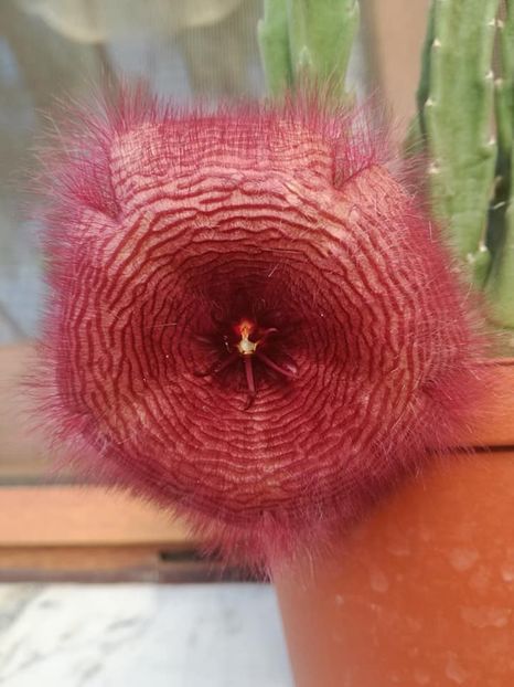  - Stapelia