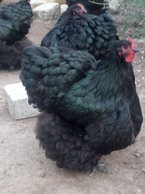 gaini 586 - TINERET 2019