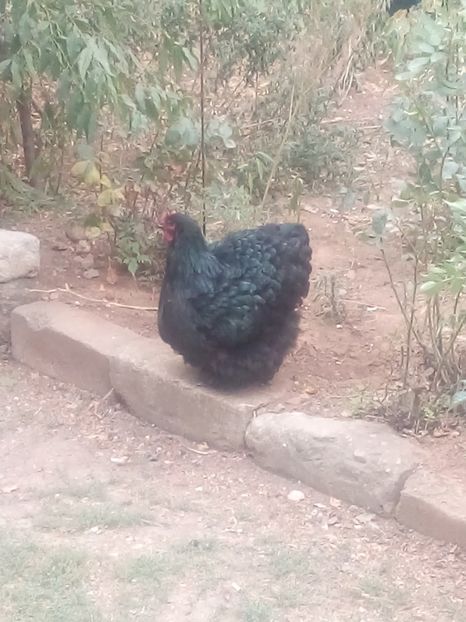 gaini 587 - TINERET 2019