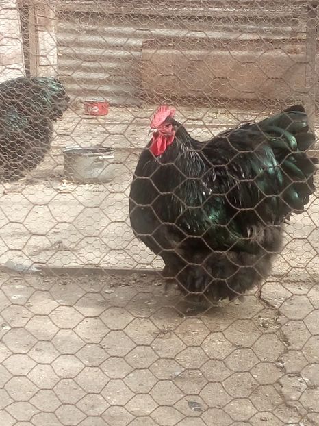 gaini 583 - TINERET 2019