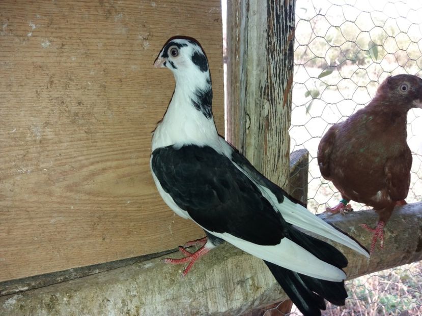 7086  femelă  2019 - Plecați ALBUM 2