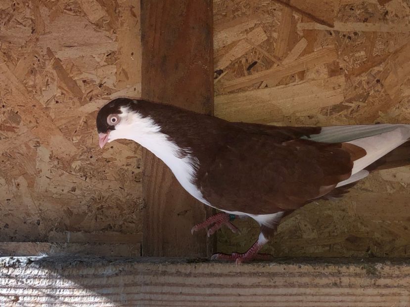 6830  mascul  2019 - Plecați ALBUM 2