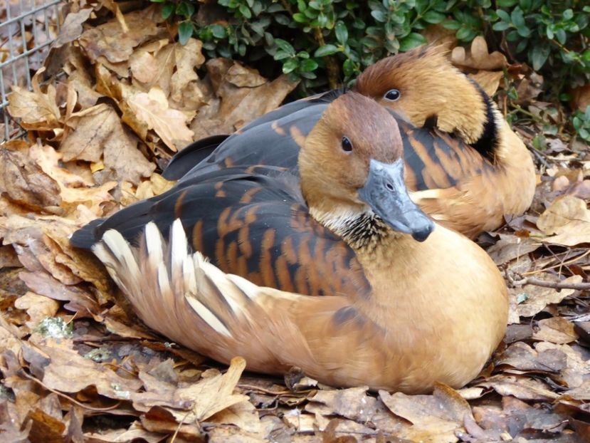  - Gâsculița Fluieratoare cu Piept Galben