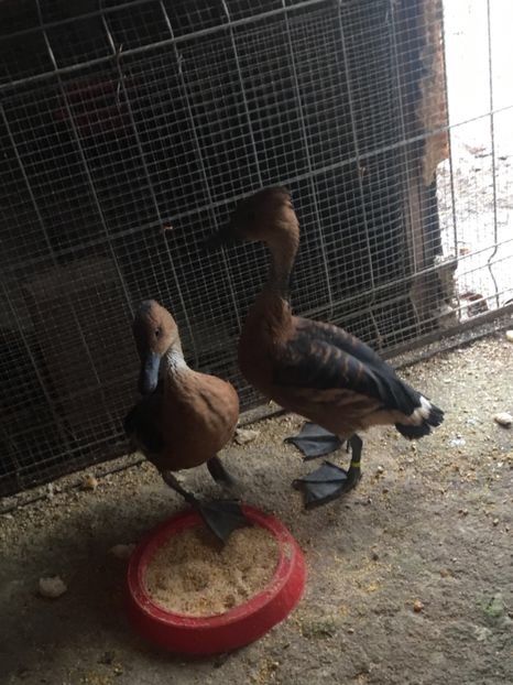  - Gâsculița Fluieratoare cu Piept Galben