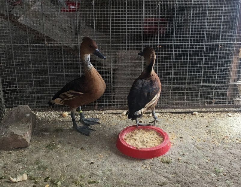  - Gâsculița Fluieratoare cu Piept Galben