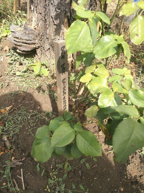 Dee Dee Bridgewater - Dee Dee Bridgewater