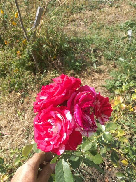 Belle Despinouse 3 - Bell Despinouse