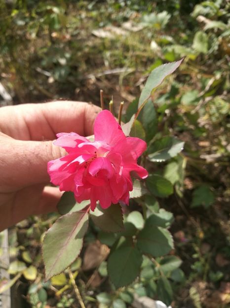 charles Austin2 - Charles Austin