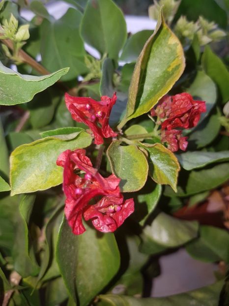 San Diego variegata - Bougainvillea 2020