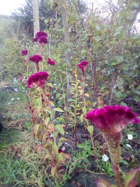 3 Creasta cocosului (Celosia argentea) - 0 Donez 2019