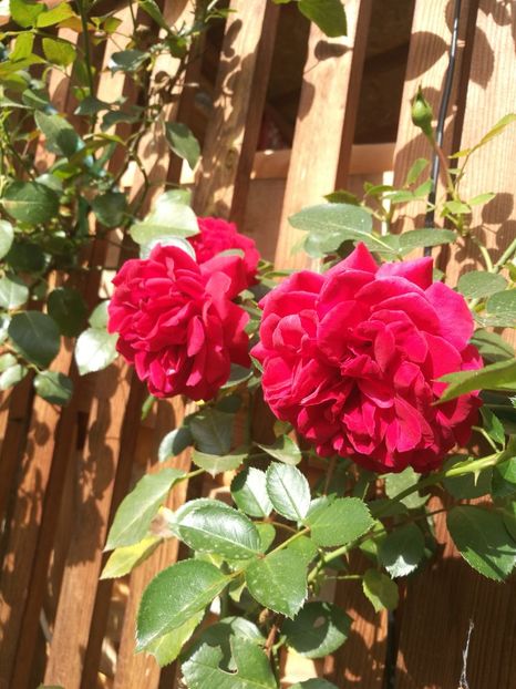 LD Braitwhit2 - LD Braithwaite