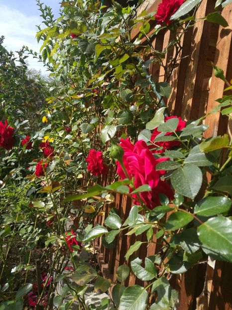 LD Braitwhite1 - LD Braithwaite