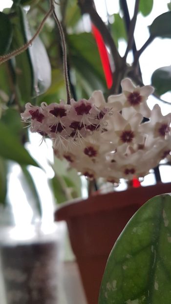  - 0 hoya infloriri in grup