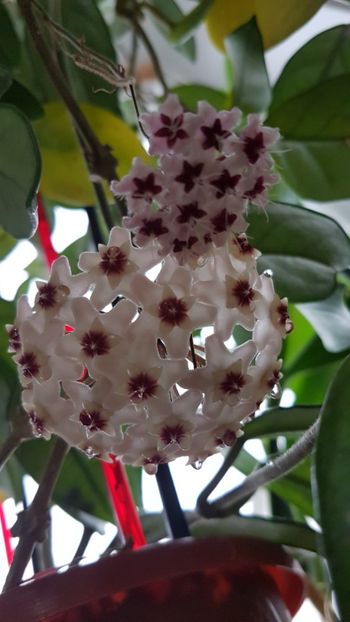  - 0 hoya infloriri in grup