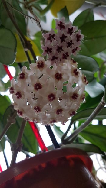  - 0 hoya infloriri in grup