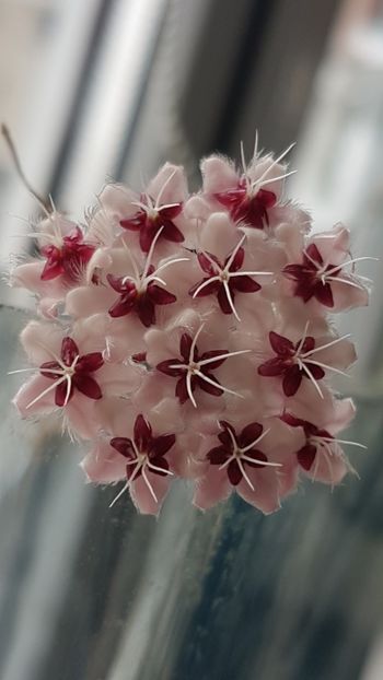  - 0 hoya infloriri in grup