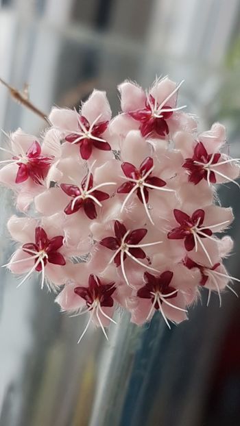  - 0 hoya infloriri in grup