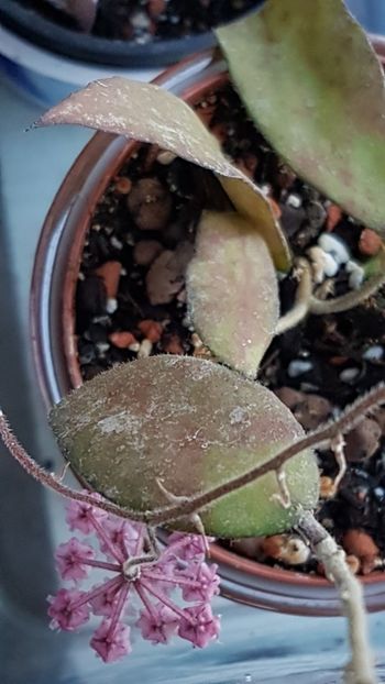  - 0 hoya infloriri in grup