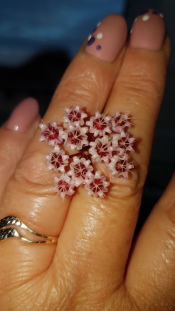  - 0 hoya infloriri in grup