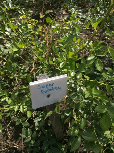 Super Dorothy - Super Dorothy