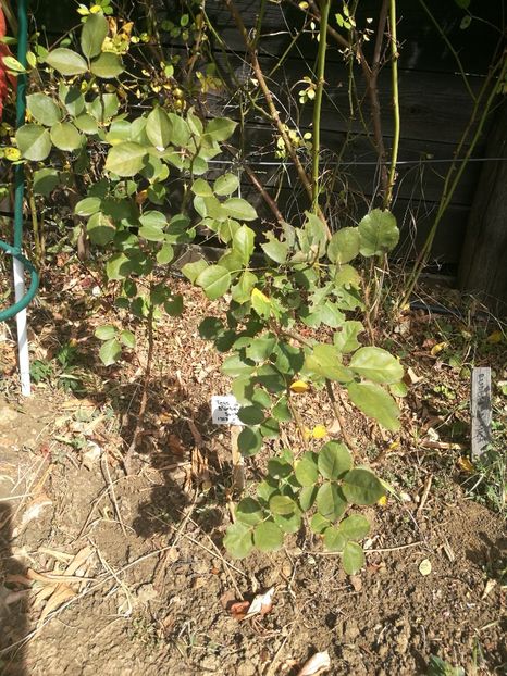 Tess d urbervilles3 - Tess d urbervilles