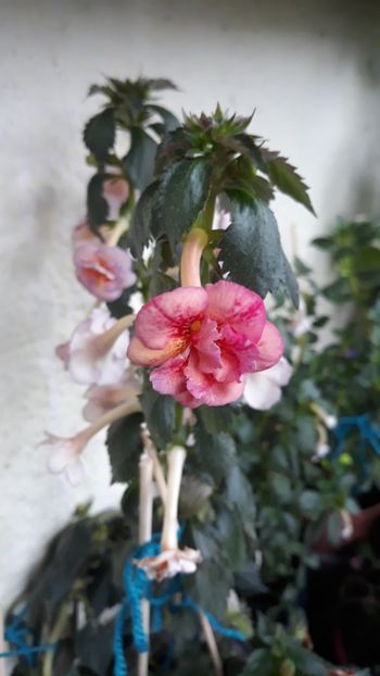  - 0001 2022 - Amelia Vitorino