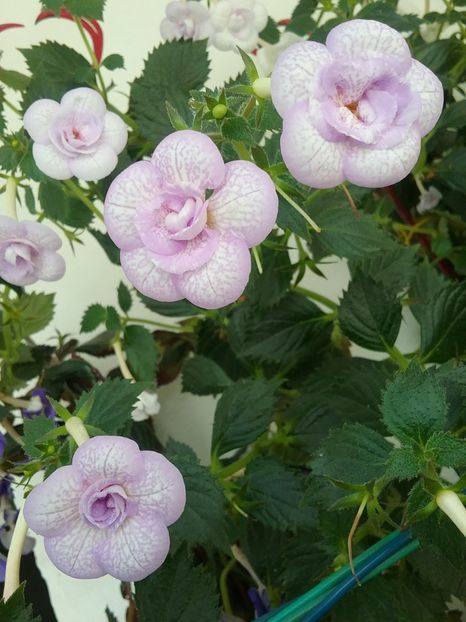  - LAVENDER BLISS